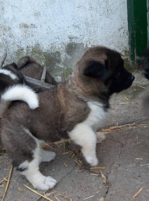 Američka Akita štenci